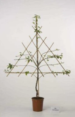 Lei-Peer (Pyrus Communis 'Williams') -Kleine Bomen Verkoopwinkel peer leirek 2 8