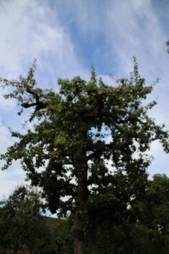 Wilde Perenboom (Pyrus Communis) 22 Wilde Perenboom (Pyrus Communis) -Kleine Bomen Verkoopwinkel perenboom 4