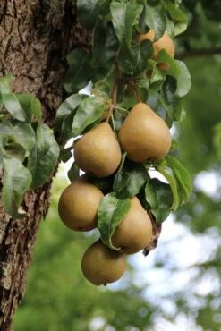 Wilde Perenboom (Pyrus Communis) 19 Wilde Perenboom (Pyrus Communis) -Kleine Bomen Verkoopwinkel perenboom 5