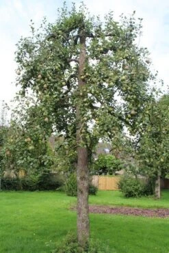 Wilde Perenboom (Pyrus Communis) 23 Wilde Perenboom (Pyrus Communis) -Kleine Bomen Verkoopwinkel perenboom 6