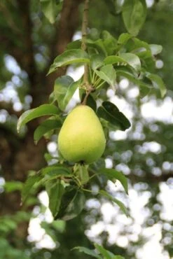 Wilde Perenboom (Pyrus Communis) 20 Wilde Perenboom (Pyrus Communis) -Kleine Bomen Verkoopwinkel perenboom 7