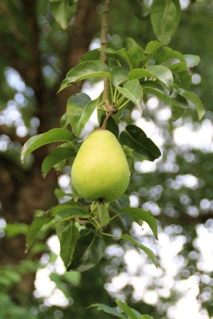 Wilde Perenboom (Pyrus Communis) 6 Wilde Perenboom (Pyrus Communis) - Afbeelding 6