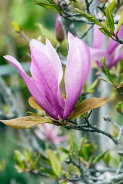 Meerstammige Beverboom (Magnolia 'Susan') -Kleine Bomen Verkoopwinkel phbe06930 1