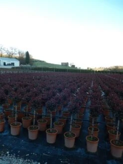 Glansmispel Op Stam (Photinia Fraseri 'Carré Rouge') -Kleine Bomen Verkoopwinkel photinia carre rouge