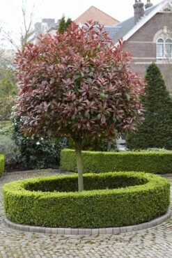 Glansmispel Als Boom (Photinia Fraseri 'Red Robin') 12 Glansmispel Als Boom (Photinia Fraseri 'Red Robin') -Kleine Bomen Verkoopwinkel photinia fraseri red robin02
