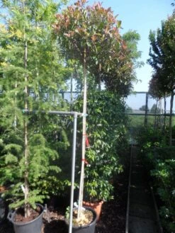 Glansmispel Als Boom (Photinia Fraseri 'Red Robin') 11 Glansmispel Als Boom (Photinia Fraseri 'Red Robin') -Kleine Bomen Verkoopwinkel photinia fraseri red robin 10 12ho cont