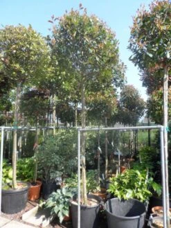 Glansmispel Als Boom (Photinia Fraseri 'Red Robin') 13 Glansmispel Als Boom (Photinia Fraseri 'Red Robin') -Kleine Bomen Verkoopwinkel photinia fraseri red robin 12 14 16ho cont