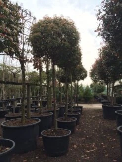 Glansmispel Als Boom (Photinia Fraseri 'Red Robin') 17 Glansmispel Als Boom (Photinia Fraseri 'Red Robin') -Kleine Bomen Verkoopwinkel photinia red robin 2025