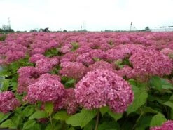 Hortensia (Hydrangea 'Pink Annabelle') -Kleine Bomen Verkoopwinkel pink annabelle 1