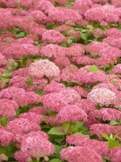 Hortensia (Hydrangea 'Pink Annabelle') -Kleine Bomen Verkoopwinkel pink annabelle 2