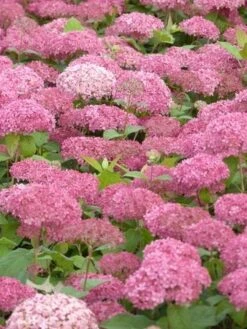 Hortensia (Hydrangea 'Pink Annabelle') -Kleine Bomen Verkoopwinkel pink annabelle 3