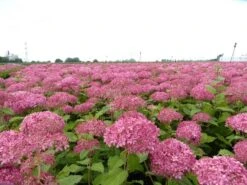 Hortensia (Hydrangea 'Pink Annabelle') -Kleine Bomen Verkoopwinkel pink annabelle 4