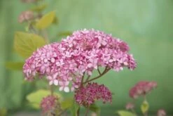 Hortensia (Hydrangea 'Pink Annabelle') -Kleine Bomen Verkoopwinkel pink annabelle 8