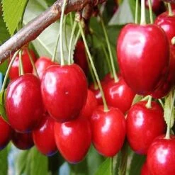 Kersenboom (Prunus Avium 'Hedelfinger Riesenkirsche') -Kleine Bomen Verkoopwinkel prahries 3