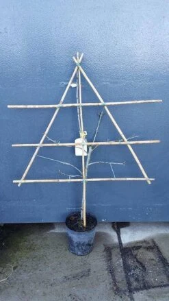 Nieuwe Producten -Kleine Bomen Verkoopwinkel pruim lei 1 2