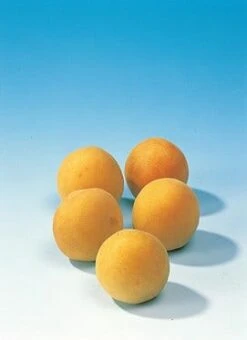 Pruimenboom (Prunus Domestica 'Mirabelle De Nancy') 5 Pruimenboom (Prunus Domestica 'Mirabelle De Nancy') -Kleine Bomen Verkoopwinkel pruim mirabelle de nancy