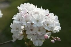 Japanse Sierkers Als Struik (Prunus Serrulata 'Amanogawa')
