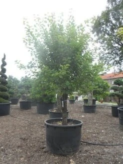 Abrikozenboom (Prunus Armeniaca) -Kleine Bomen Verkoopwinkel prunus armeniaca halfstam c750