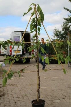Lei-kers (Prunus Avium 'Hedelfinger Riesenkirsche') -Kleine Bomen Verkoopwinkel prunus avium hedelfinger riesenkirschen 2