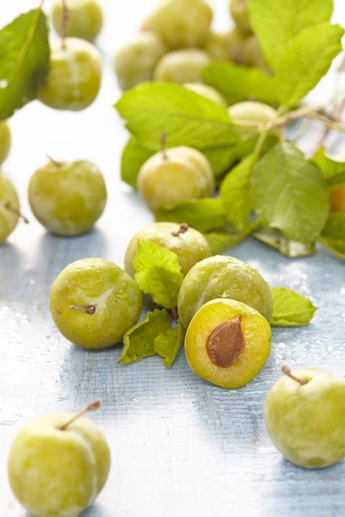 Lei-Pruim (Prunus Domestica 'Reine Claude Verte') 1 Lei-Pruim (Prunus Domestica 'Reine Claude Verte')