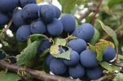 Pruimenboom (Prunus Domestica 'Hauszwetsche')