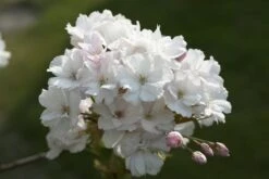 Japanse Sierkers Als Zuilboom (Prunus Serrulata 'Amanogawa') -Kleine Bomen Verkoopwinkel prunus serrulata amanogawa 2