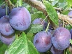 Nieuwe Producten 15 Lei-Pruim (Prunus Domestica 'The Czar')