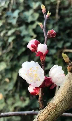 Abrikozenboom (Prunus Armeniaca) -Kleine Bomen Verkoopwinkel prunusarmeniaca abrikoos