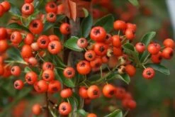 Vuurdoorn (Pyracantha 'Orange Glow') -Kleine Bomen Verkoopwinkel pyracantha orange glow 10
