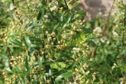 Vuurdoorn (Pyracantha 'Orange Glow') -Kleine Bomen Verkoopwinkel pyracantha orange glow 1