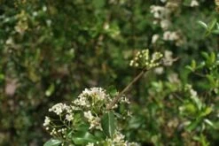 Vuurdoorn (Pyracantha 'Orange Glow') -Kleine Bomen Verkoopwinkel pyracantha orange glow 2