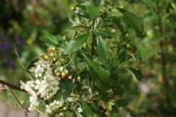 Vuurdoorn (Pyracantha 'Orange Glow') -Kleine Bomen Verkoopwinkel pyracantha orange glow 3