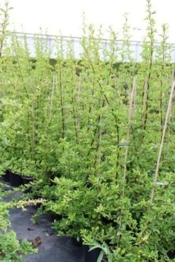 Vuurdoorn (Pyracantha 'Orange Glow') -Kleine Bomen Verkoopwinkel pyracantha orange glow 6