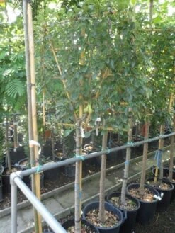 Lei-peer (Pyrus Communis 'Conference') -Kleine Bomen Verkoopwinkel pyrus communis eetpeer halfstam leivorm 1