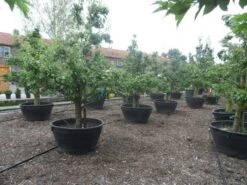 Wilde Perenboom (Pyrus Communis) 27 Wilde Perenboom (Pyrus Communis) -Kleine Bomen Verkoopwinkel pyrus communis eetpeer in soorten oude vormboom c500