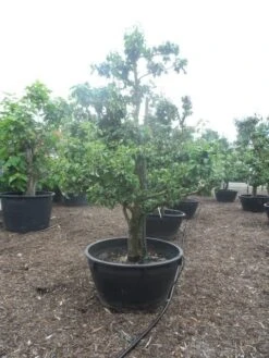 Wilde Perenboom (Pyrus Communis) 26 Wilde Perenboom (Pyrus Communis) -Kleine Bomen Verkoopwinkel pyrus communis eetpeer in soorten oude vormboom c500 2