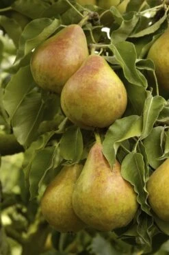 Nieuwe Producten 17 Lei-Peer (Pyrus Communis 'Gieser Wildeman')