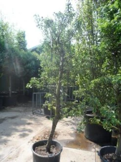 Perenboom (Pyrus Communis 'Gieser Wildeman') -Kleine Bomen Verkoopwinkel pyrus communis gieser wildeman 250 300 c150