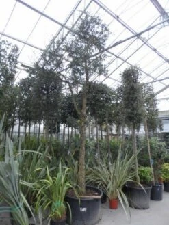 Kurkeik (Quercus Suber) -Kleine Bomen Verkoopwinkel quercus suber