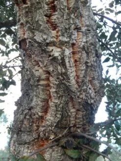 Kurkeik (Quercus Suber) -Kleine Bomen Verkoopwinkel quercus suber 2 2