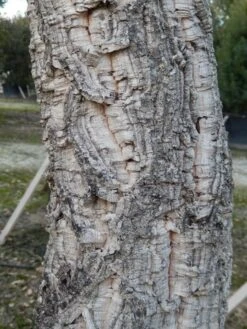 Kurkeik (Quercus Suber) -Kleine Bomen Verkoopwinkel quercus suber 3 2