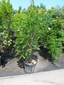 Oostenrijkse Eik (Quercus Turneri 'Pseudoturneri') -Kleine Bomen Verkoopwinkel quercus turneri pseudoturneri 125 150 175 c35