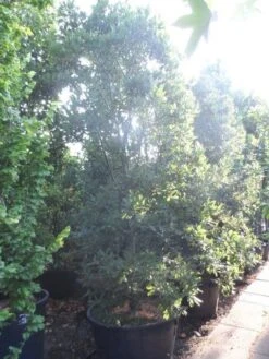 Kleine Bomen Verkoopwinkel -Kleine Bomen Verkoopwinkel quercus turneri pseudoturneri 250 300 350 c240