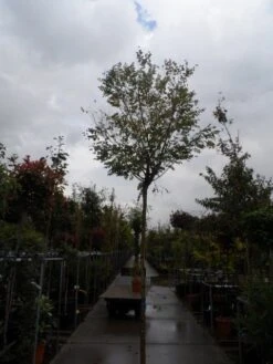 Bolacacia (Robinia Pseudoacacia 'Umbraculifera') 20 Bolacacia (Robinia Pseudoacacia 'Umbraculifera') -Kleine Bomen Verkoopwinkel robinia ps. umbraculifera 1214