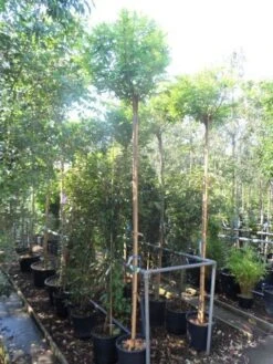 Bolacacia (Robinia Pseudoacacia 'Umbraculifera') 21 Bolacacia (Robinia Pseudoacacia 'Umbraculifera') -Kleine Bomen Verkoopwinkel robinia pseudoacacia umbraculifera 10 12ho cont