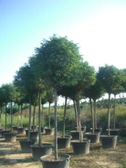 Bolacacia (Robinia Pseudoacacia 'Umbraculifera') 23 Bolacacia (Robinia Pseudoacacia 'Umbraculifera') -Kleine Bomen Verkoopwinkel robinia pseudoacacia umbraculifera 20 25ho c230