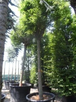 Bolacacia (Robinia Pseudoacacia 'Umbraculifera') 24 Bolacacia (Robinia Pseudoacacia 'Umbraculifera') -Kleine Bomen Verkoopwinkel robinia pseudoacacia umbraculifera 35 40ho c500