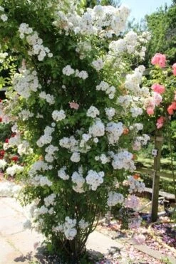 Miniklimroos (Rosa 'Guirlande D'Amour') -Kleine Bomen Verkoopwinkel rosa guirlande d amour