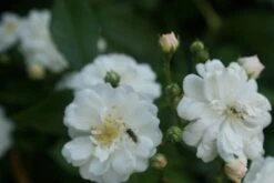 Miniklimroos (Rosa 'Guirlande D'Amour') -Kleine Bomen Verkoopwinkel rosa guirlande d amour 1