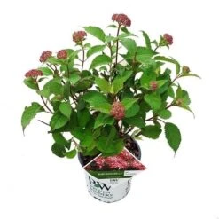 Hortensia (Hydrangea 'Ruby Annabelle') -Kleine Bomen Verkoopwinkel ruby annabelle